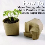 https://plantcaretoday.com/how-to-make-biodegradable-mini-planters-from-toilet-paper-rolls.html